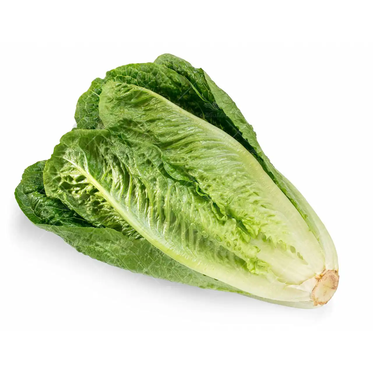 کاهو 1 کیلو گرمی